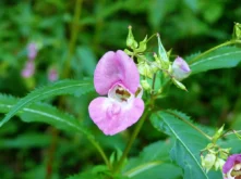 Tirol-Bilder-012 Tirol Bilder 012