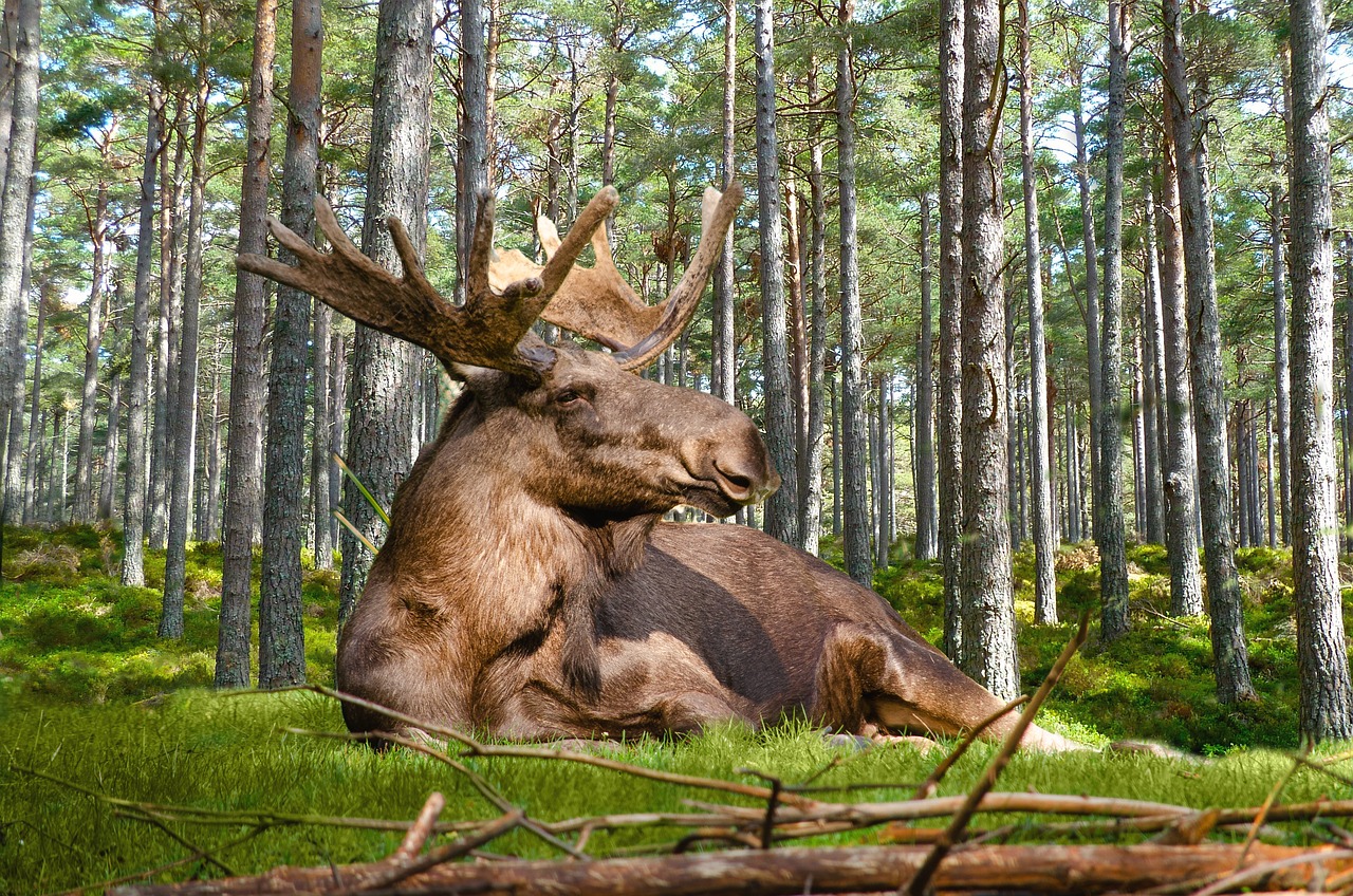 Die Wälder in Schweden mit Elch