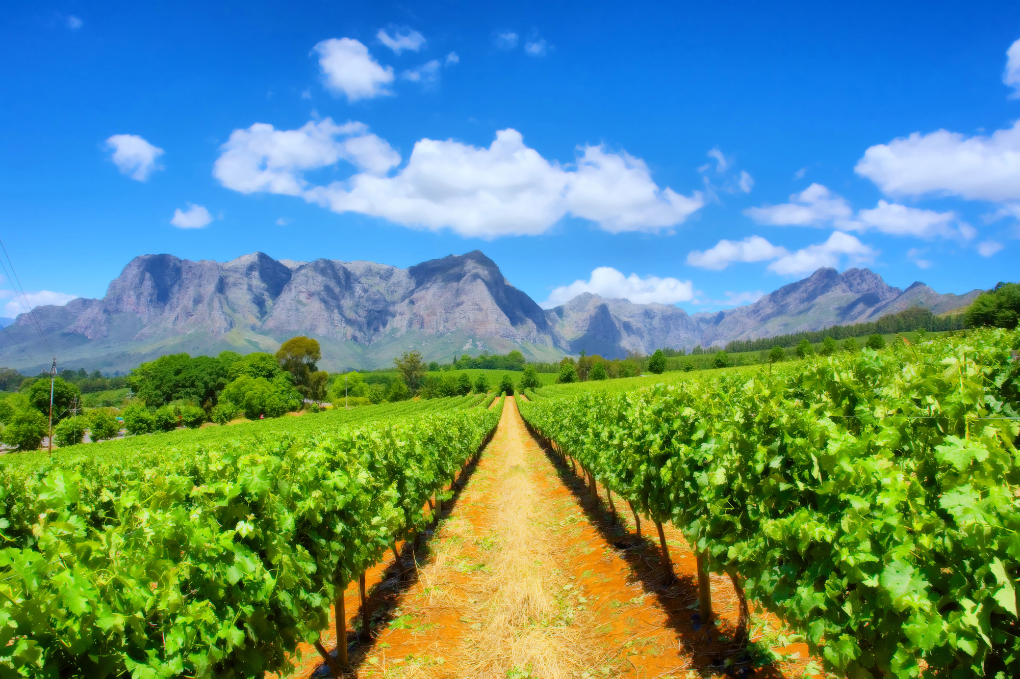 Weinberge in Cape Winelands