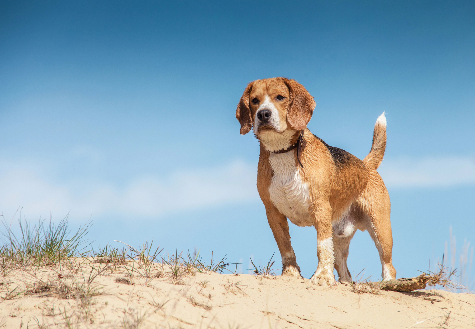 Beagel auf der Sanddüne auf Texel