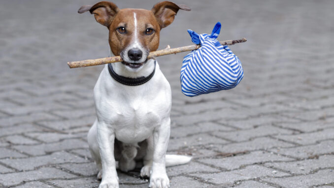Reisen mit Hund