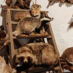 Das Gurkenmuseum im Spreewald Gurkenmuseum Luebbenau 20