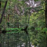 Kahnfahrt Spreewald ins Dunkle vom Kleinen Hafen Kahnfahrt Spreewald 16