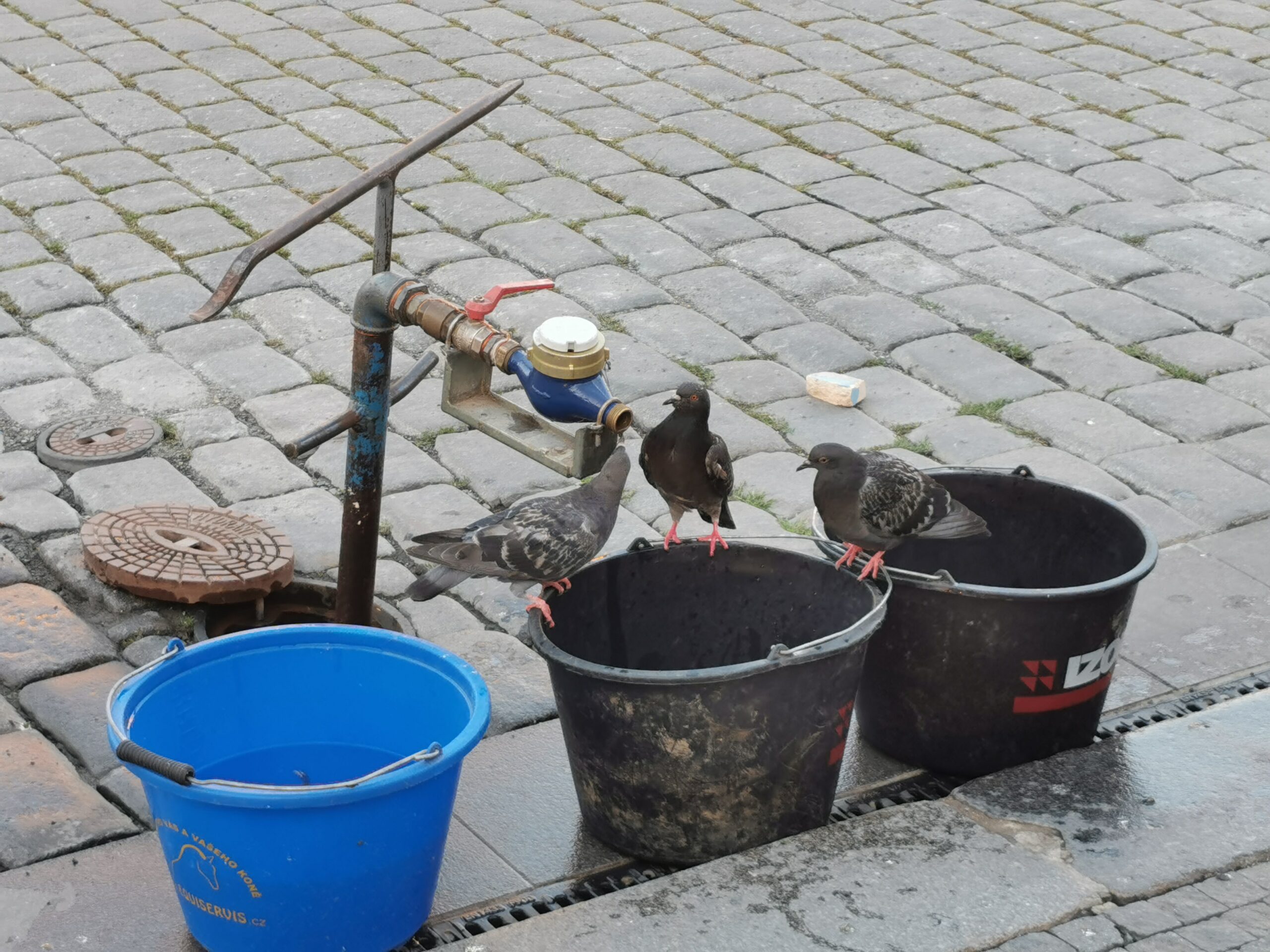 Kutschfahrten in Prag - Was du wissen musst! Kutsche in Prag 2 scaled