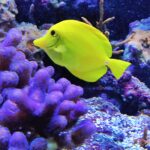 Meeresaquarium am Fichtelberg Meeresaquarium am Fichtelberg 11