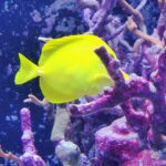 Meeresaquarium am Fichtelberg Meeresaquarium am Fichtelberg 12