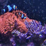 Meeresaquarium am Fichtelberg Meeresaquarium am Fichtelberg 13