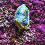 Meeresaquarium am Fichtelberg Meeresaquarium am Fichtelberg 18