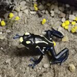 Meeresaquarium am Fichtelberg Meeresaquarium am Fichtelberg 19