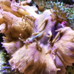 Meeresaquarium am Fichtelberg Meeresaquarium am Fichtelberg 21