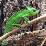 Meeresaquarium am Fichtelberg Meeresaquarium am Fichtelberg 29