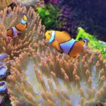 Meeresaquarium am Fichtelberg Meeresaquarium am Fichtelberg 4