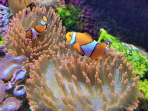 Meeresaquarium am Fichtelberg Meeresaquarium am Fichtelberg 4
