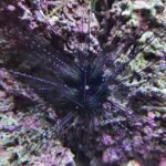 Meeresaquarium am Fichtelberg Meeresaquarium am Fichtelberg 5