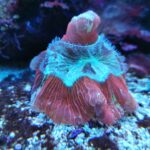 Meeresaquarium am Fichtelberg Meeresaquarium am Fichtelberg 6