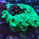 Meeresaquarium am Fichtelberg Meeresaquarium am Fichtelberg 7
