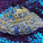 Meeresaquarium am Fichtelberg Meeresaquarium am Fichtelberg 8