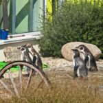 Pinguine mitten im Spreewald Pinguine Spreewelten 1