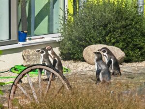 Pinguine mitten im Spreewald Pinguine Spreewelten 1