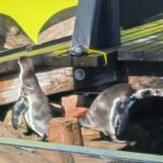 Pinguine mitten im Spreewald Pinguine Spreewelten 4