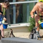 Pinguine mitten im Spreewald Pinguine Spreewelten 5