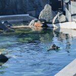 Pinguine mitten im Spreewald Pinguine Spreewelten 8