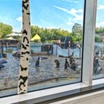 Pinguine mitten im Spreewald Pinguine Spreewelten 9