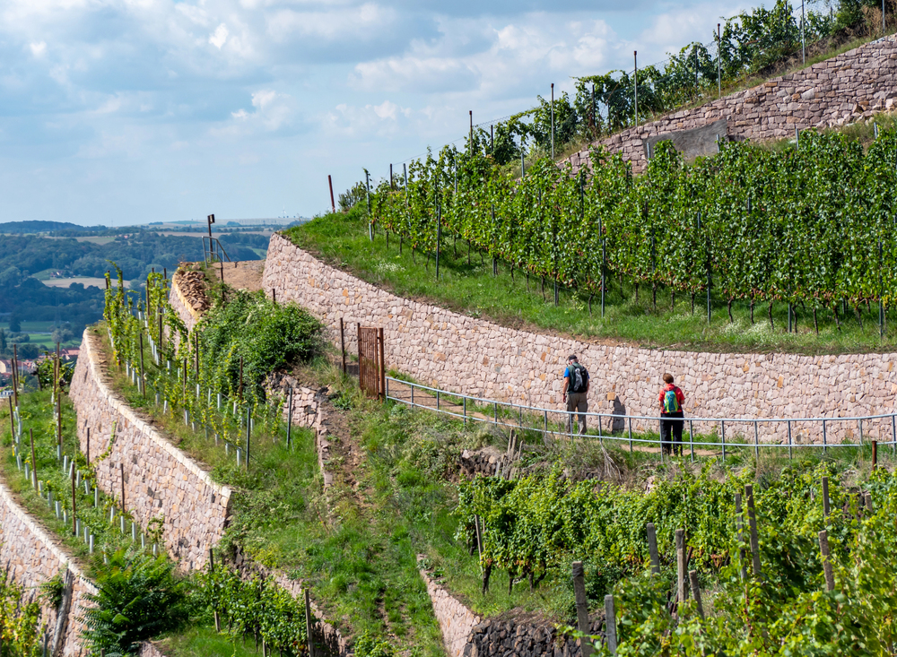 Ausflugsziele in Radebeul Weinberge Radebeul